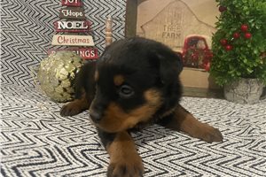 Aggy - puppy for sale
