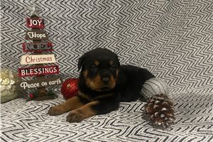 Akiro - Rottweiler for sale