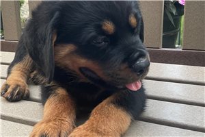 Dante - Rottweiler for sale