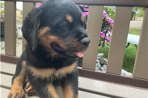 Calista - Rottweiler for sale
