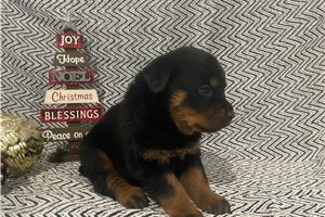 Albert - puppy for sale