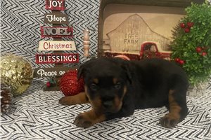 Adriana - puppy for sale