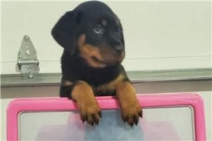 Cami - Rottweiler for sale