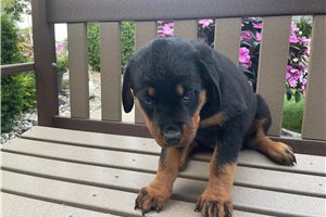 Cami - Rottweiler for sale