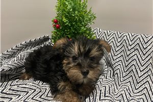 Charlize - Yorkshire Terrier - Yorkie for sale