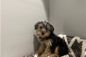 Chester - Yorkshire Terrier - Yorkie for sale