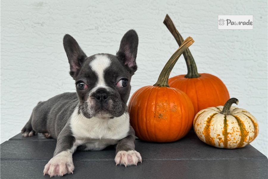 Cici - French Bulldog for sale