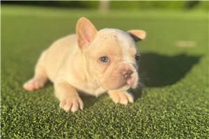 Rylie - French Bulldog for sale