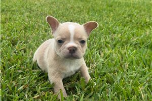 Penelope - French Bulldog for sale
