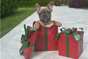 Buck - French Bulldog for sale