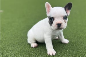 Violet - puppy for sale