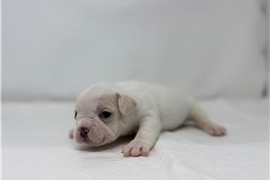 Shiloh - puppy for sale