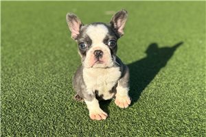 Sasha - French Bulldog for sale
