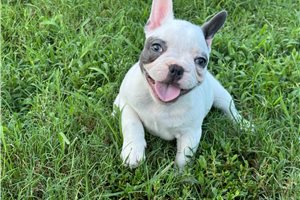 Violet - puppy for sale