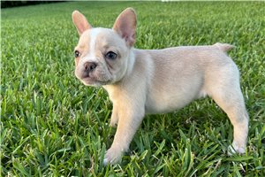 Penelope - puppy for sale