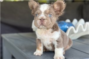 Knox - French Bulldog for sale