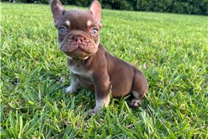 Lambcop - French Bulldog for sale