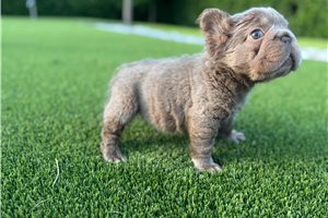 Pretty - French Bulldog for sale