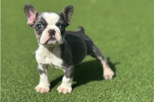 Sasha - French Bulldog for sale
