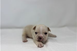 Rylie - puppy for sale