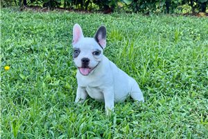 Violet - puppy for sale