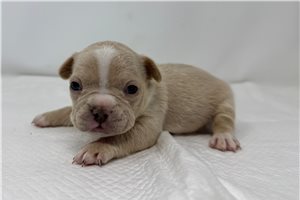 Penny - French Bulldog for sale