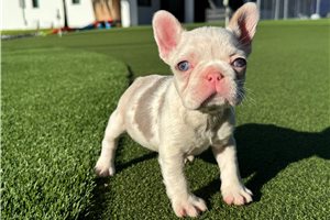 Cray - French Bulldog for sale