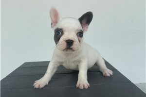 Violet - French Bulldog for sale