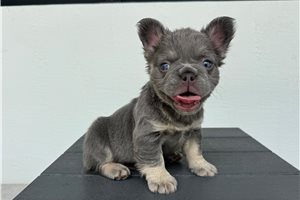Hotdog - French Bulldog for sale