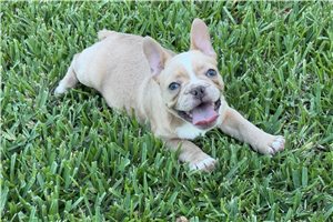 Penny - French Bulldog for sale