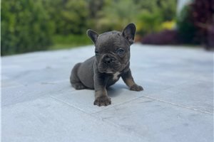 Salem - puppy for sale