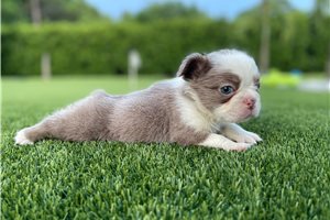 Cibola - French Bulldog for sale