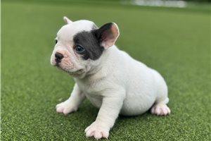 Jaxson - French Bulldog for sale