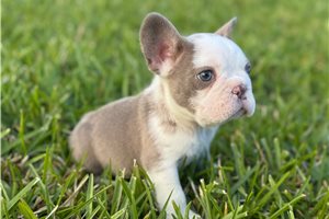 Hudson - French Bulldog for sale