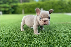 Crawford - French Bulldog for sale