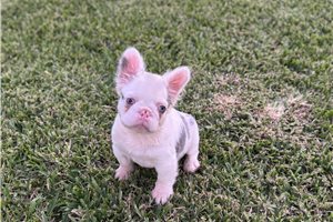 Indie - French Bulldog for sale