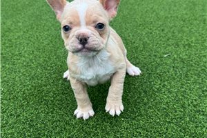 Penelope - French Bulldog for sale