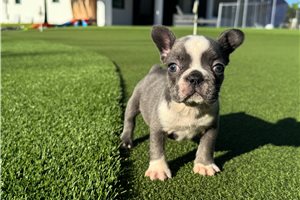 Cici - French Bulldog for sale