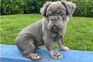 Teddy - French Bulldog for sale