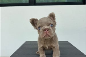 Steak - puppy for sale