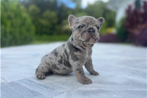 Raven - puppy for sale