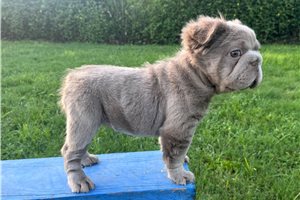 Pretty - French Bulldog for sale