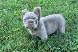 Steak - French Bulldog for sale