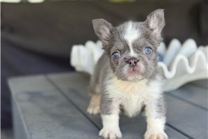 Sable - puppy for sale