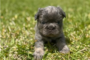 Teddy - French Bulldog for sale