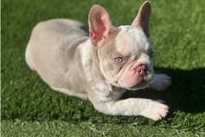 Pixie - French Bulldog for sale
