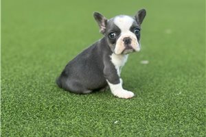 Sasha - French Bulldog for sale