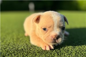 Penny - French Bulldog for sale