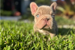Crawford - French Bulldog for sale