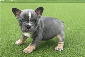 Peone - French Bulldog for sale